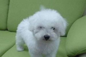 如何护理4个月大比熊幼犬（宠物爱好者必知的护理细节）