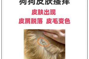 揭秘狗狗身上异味的5个常见原因（了解狗狗身上异味背后的原因，提供有效解决方法）