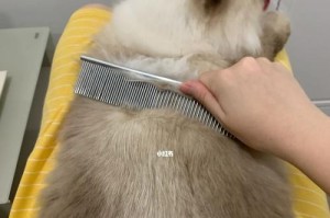 正确梳毛，让宠物更健康（以怎样正确为爱犬梳毛为主题的实用技巧）