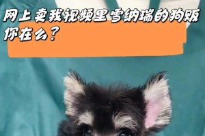 新手也能轻松养雪纳瑞（手把手教你成为雪纳瑞专家）