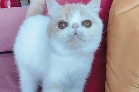 加菲猫的价格及市场行情调查（探寻加菲猫市场价格波动的原因与趋势）