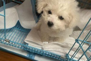 以比熊幼犬喂养的四大注意事项（如何正确喂养比熊幼犬？）