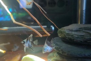 玻利维亚凤凰饲养全攻略（从选购到喂养，一步步教你如何养好玻利维亚凤凰）