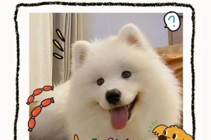 探秘萨摩耶犬的成长之旅（从幼犬到成熟犬，一路成长的萨摩耶）