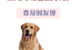 为什么金毛成为最受欢迎的宠物狗？（金毛犬的亲人性格和多才多艺的特点）