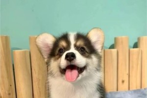 苏州禁令（了解苏州市犬类禁令，保障公共安全和市民福祉）