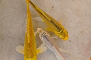 以锦鲤和搭配它的鱼种养好养（打造美丽水族箱的关键——选择适宜鱼类的搭配）