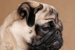 如何科学饲养以巴哥犬（八哥犬）（打造健康快乐的宠物生活）