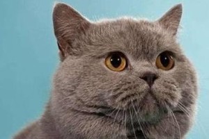 如何科学饲养卡尔特猫？（掌握这些饲养技巧，让你的卡尔特猫更健康！）