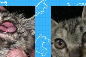 以猫鼻支什么引起？（深入探究猫鼻支的成因和影响）