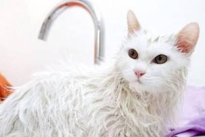 如何正确给宠物猫咪洗澡？（五个步骤让你成为专业的宠物猫咪洗澡达人）