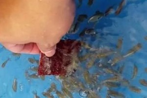 如何正确喂食金鱼（投喂量和时间选择的关键）