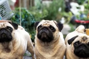 如何去除巴哥犬身上的臭味？（探究巴哥犬臭味的成因及有效去除方法）
