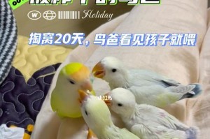 牡丹鹦鹉雏鸟40天后的喂养方法（科学喂食确保牡丹鹦鹉雏鸟的健康成长）
