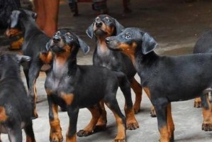 杜宾犬的食欲不振（探究杜宾犬食欲不振的原因与解决方法）