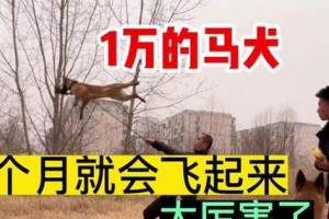 马犬的寿命（影响马犬寿命的重要因素及如何正确饲养）