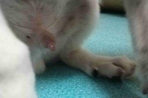 狗狗喜欢在什么地方尿？（探究狗狗排尿习惯的奥秘）