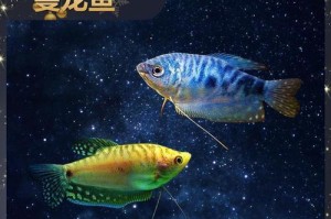 以蓝曼龙鱼和底栖鱼混养最佳选择（打造和谐共生的水族箱生态）