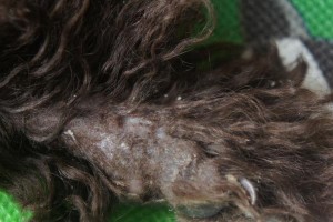 贵宾犬掉毛厉害的原因及解决办法（了解贵宾犬掉毛原因，让你的爱犬拥有健康的毛发）