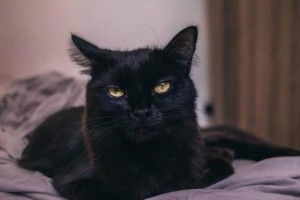 黑猫带来的神秘与魅力（探索黑猫的独特品性与传说）