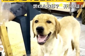 拉布拉多小幼犬的饮食指南（为您的小狗提供营养均衡的饮食）