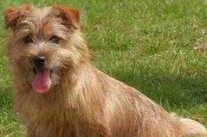 红骨猎浣熊犬的饲养指南（打造忠诚伴侣，营造温馨家庭）