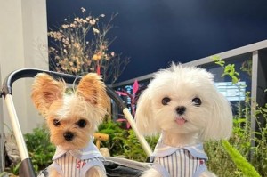 宁波镇海宠物店的狗狗品种多样，可供选择（多种可爱的狗狗在宁波镇海宠物店等你来选购）