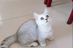 矮脚猫的优缺点（了解矮脚猫的特点和适应环境，让你更好地选择宠物）