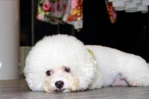 为什么狗狗吃得快？（快速进食背后的原因和解决方案，）