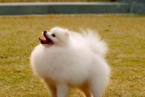 选择适合家庭的狗狗好还是选择适合小空间养狗好？（细数适合小家庭养的狗狗种类及特点）