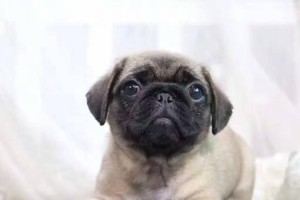 如何让以巴哥犬爱上狗粮？（以宠物为主，营养为先！）