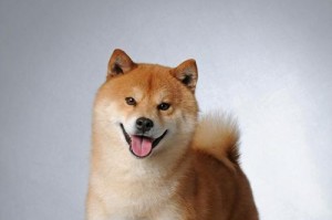 柔软可爱的毛绒犬种概述（探秘世界上最柔软的狗狗，它们的特点和魅力）