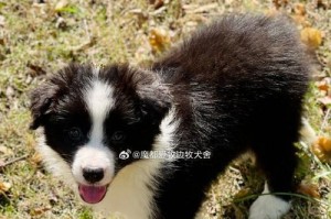 黑白牧羊犬——优秀的工作伙伴（黑白牧羊犬的特征、性格和训练技巧）