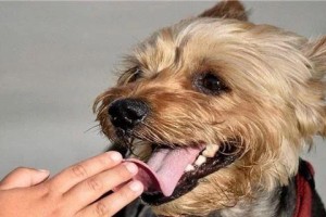 狗狗洗澡必知的三个注意事项（让你的宠物健康洁净、远离皮肤病）