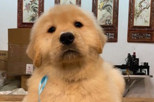 金毛两个月可以吃什么？（给你的小金毛宝宝提供合适的饮食）