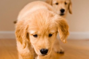 狗狗何时可以开始吃狗粮？（适合狗狗吃狗粮的年龄和注意事项）