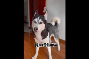 如何解决哈士奇总是叫的问题（宠物教育技巧分享）