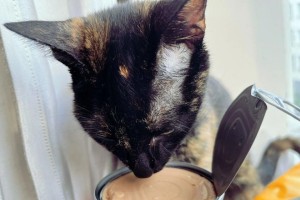 养猫必看