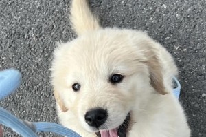 金毛幼犬的冷知识揭秘（了解这些，让你对金毛更有深度认识）