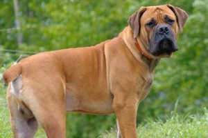 罗得西亚脊背犬的养护方法（了解罗得西亚脊背犬的特点，养护它们的健康和幸福）