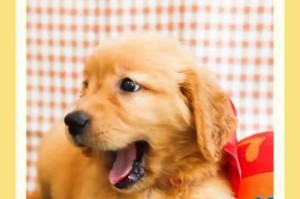 狗狗中暑的危险与预防措施（如何避免狗狗在高温环境下中暑）