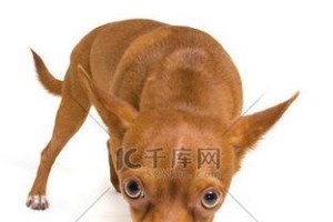 吉娃娃为什么胆小？（探索吉娃娃胆小的原因及应对方法）