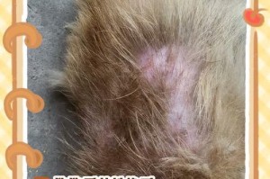 揭秘狗狗不掉毛的原因（了解狗狗不脱毛的原因及解决方法）