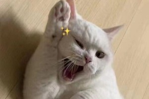 探寻表情包猫的神秘面纱（揭秘表情包猫的品种与魅力）