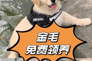 金毛两个月吃什么好？（宝贝金毛的饮食需求和注意事项）