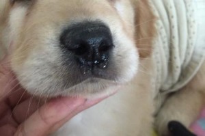狗狗怀孕了流鼻涕怎么办？（药物治疗和日常护理能够缓解狗狗怀孕流鼻涕问题）