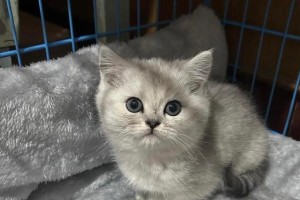 新猫如何尽快适应新环境（建立新猫与主人的信任关系，帮助其适应新家）