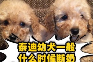 新断奶泰迪的饮食指南（为你的小熊犬打造健康的饮食计划）