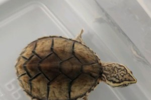 选择麝香龟，轻松养活新手的理想之选（最便宜、最耐养的初学者龟种，快来了解一下！）