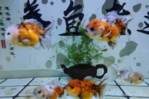 熊猫金鱼的饲养方法（打造温馨宠物家庭，养一只熊猫金鱼！）